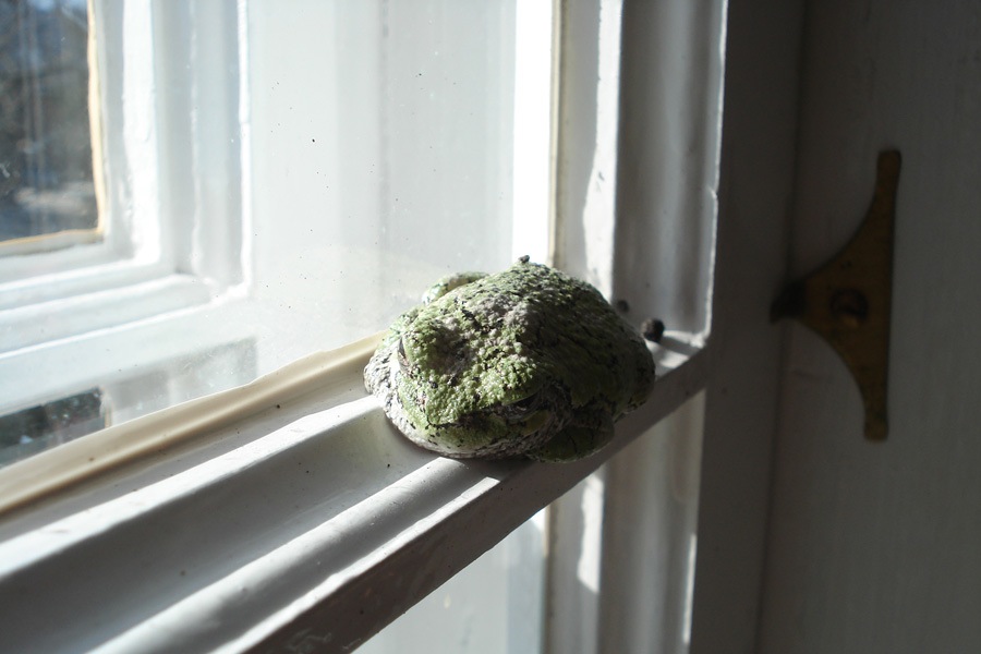 Frogs