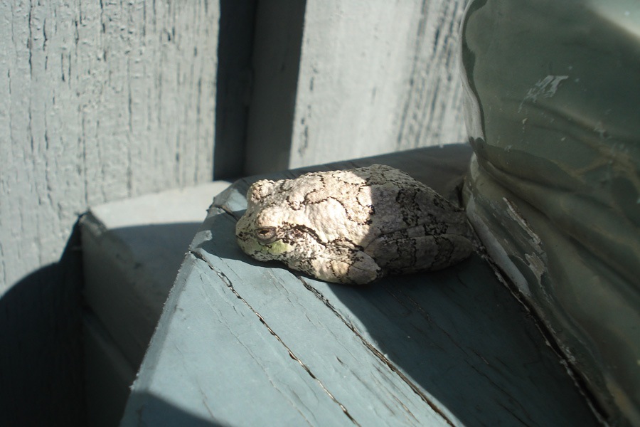 Frogs