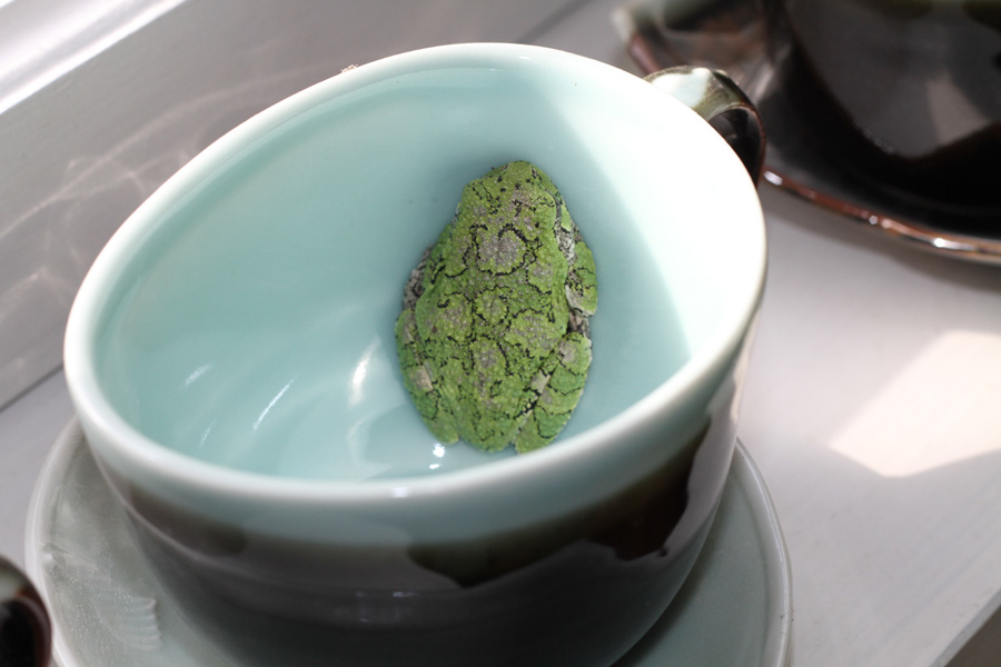 Frogs
