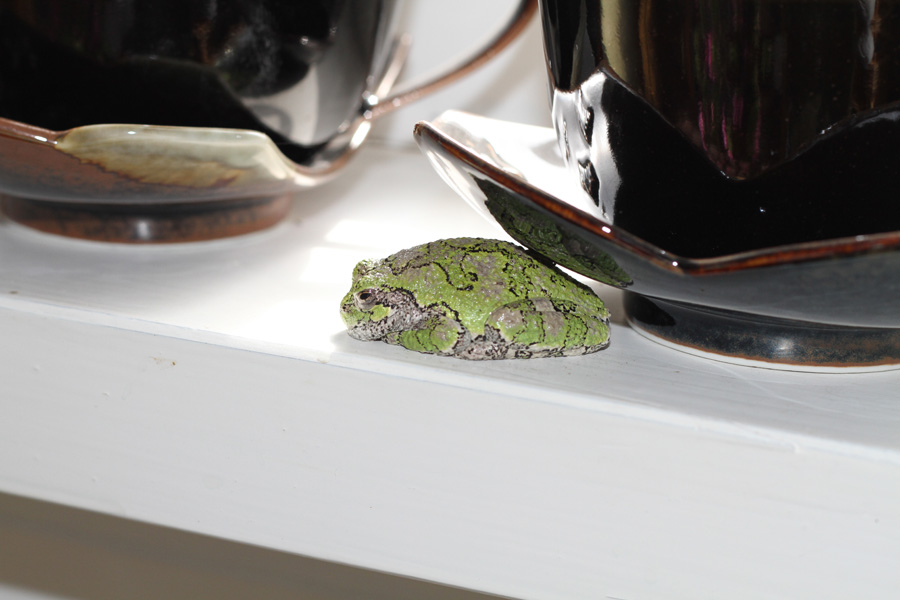 Frogs