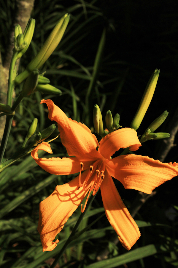 Our Garden