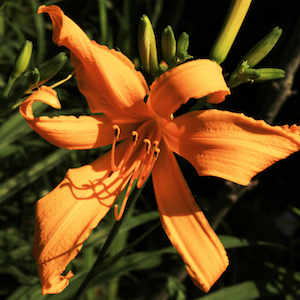 Our Garden
