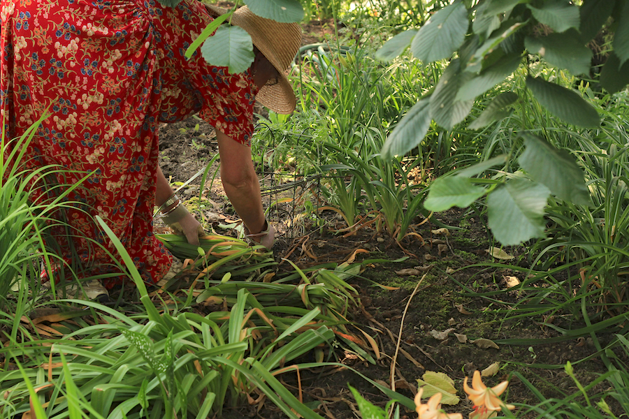 Our Garden