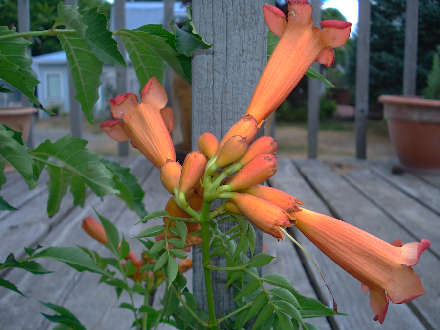 Our Garden