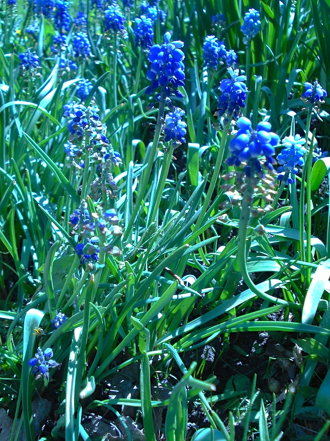 Our Garden
