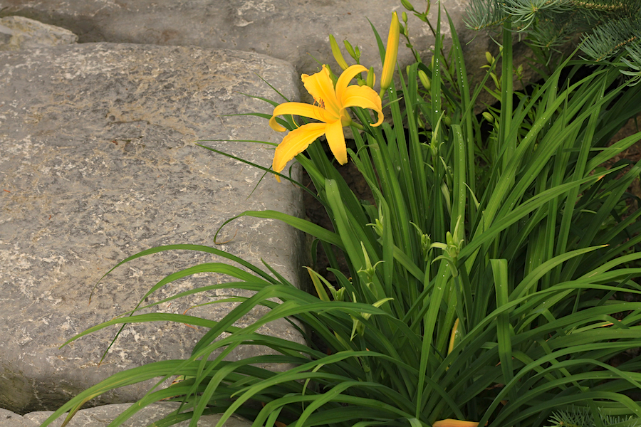 Our Garden