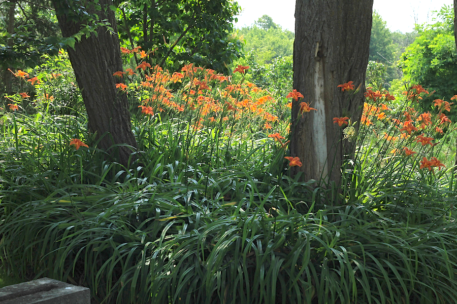 Our Garden